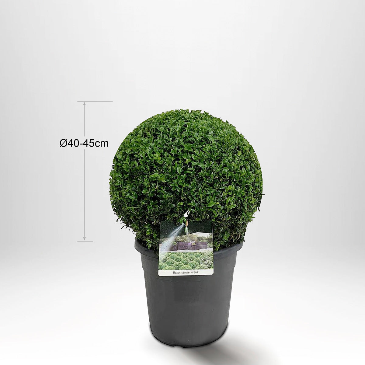 2 pakke Buksbom, Kule Ø40-45cm - Gratis frakt